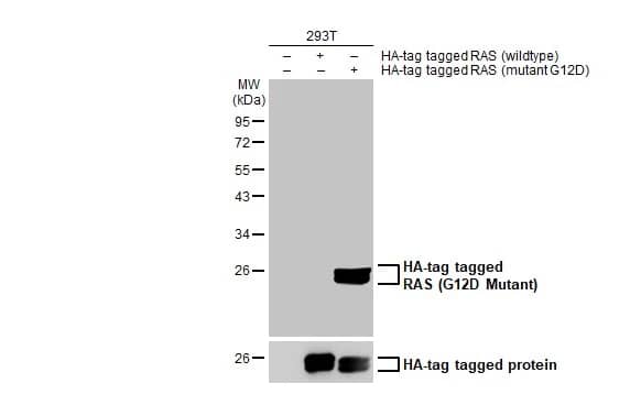 Ras Antibody - G12D Mutant