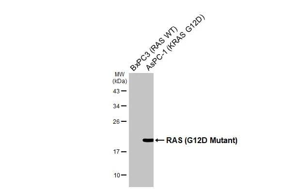 Ras Antibody - G12D Mutant