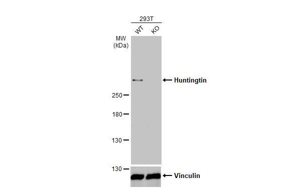 Huntingtin Antibody