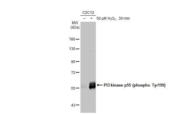 PI 3-Kinase p85 alpha [p Tyr199, p Tyr467] Antibody