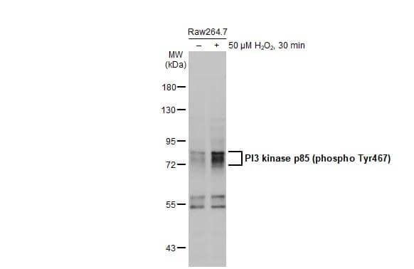 PI 3-Kinase p85 alpha [p Tyr199, p Tyr467] Antibody