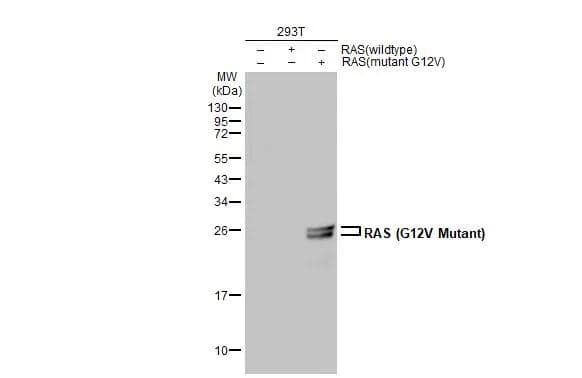Ras Antibody - G12V Mutant - BSA Free
