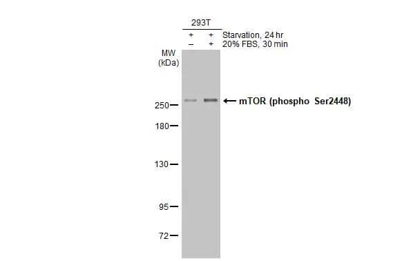 TOR/mTOR [p Ser2448] Antibody