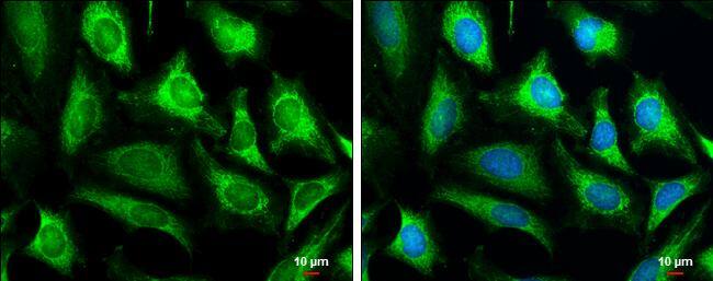 COX IV Isoform 2 Antibody - BSA Free