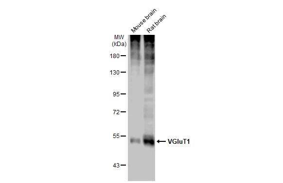 VGLUT1 Antibody