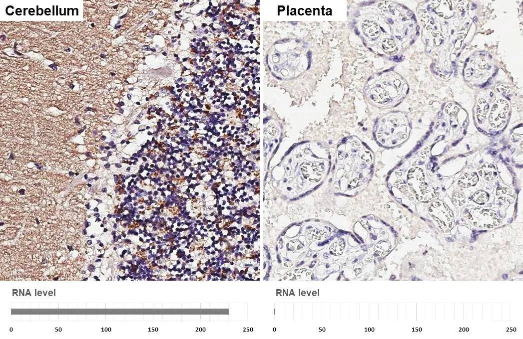 VGLUT1 Antibody - BSA Free
