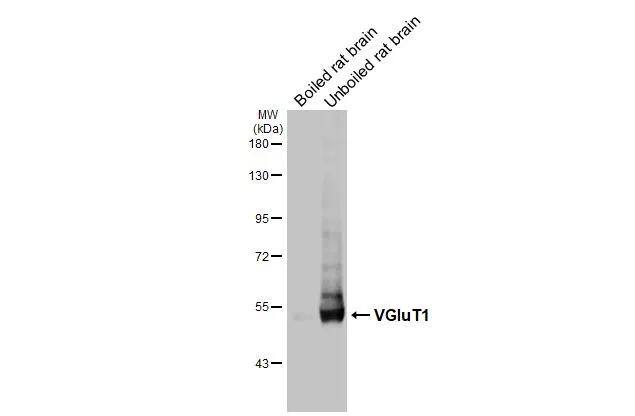 VGLUT1 Antibody - BSA Free