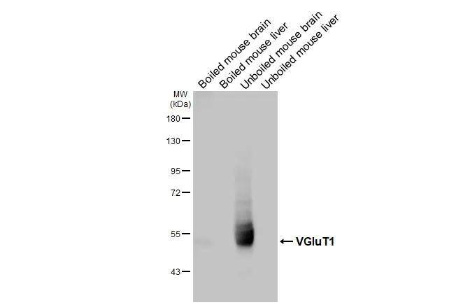 VGLUT1 Antibody - BSA Free