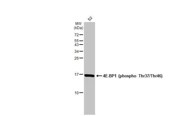4EBP1 [p Thr46, p Thr37] Antibody