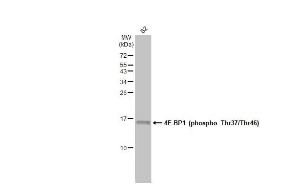 4EBP1 [p Thr46, p Thr37] Antibody