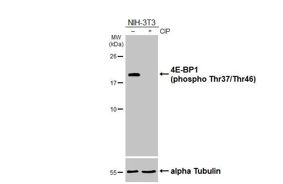 4EBP1 [p Thr46, p Thr37] Antibody