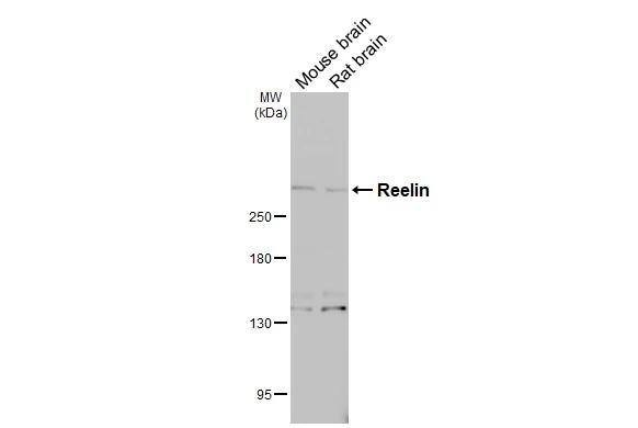 Reelin Antibody - BSA Free