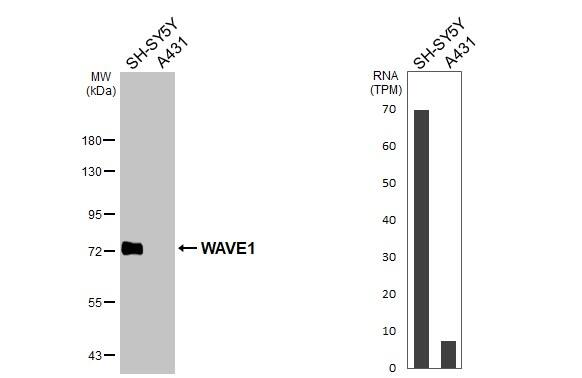 WASF1/WAVE1 Antibody - BSA Free