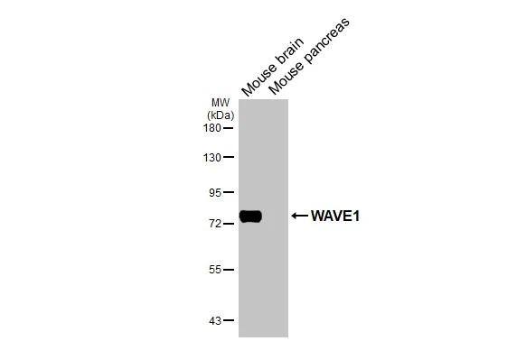 WASF1/WAVE1 Antibody - BSA Free