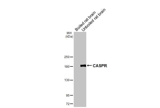 Caspr1 Antibody - BSA Free