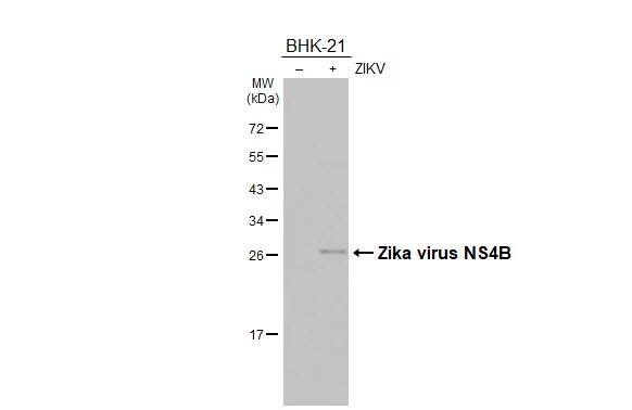 Zika virus NS4B Antibody - BSA Free