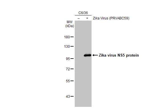 Zika virus NS5 Antibody - BSA Free
