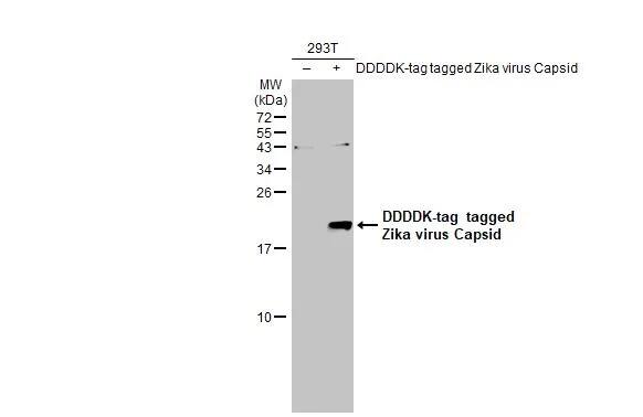 Zika virus Capsid Protein Antibody