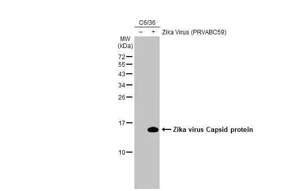 Zika virus Capsid Protein Antibody - BSA Free