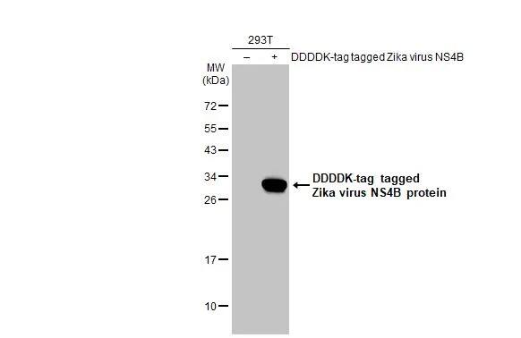 Zika virus NS4B Antibody