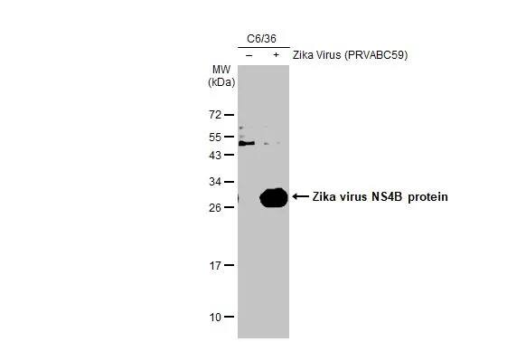 Zika virus NS4B Antibody