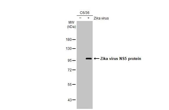 Zika virus NS5 Antibody