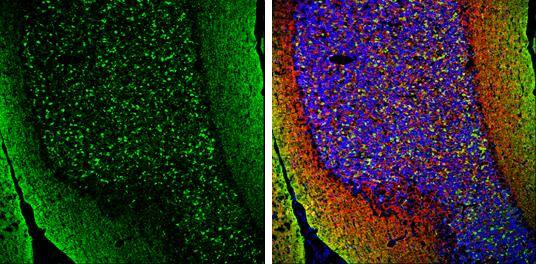 pan-Synuclein Antibody