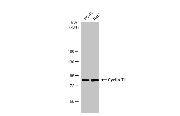 Cyclin T1 Antibody