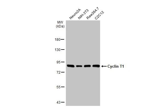 Cyclin T1 Antibody