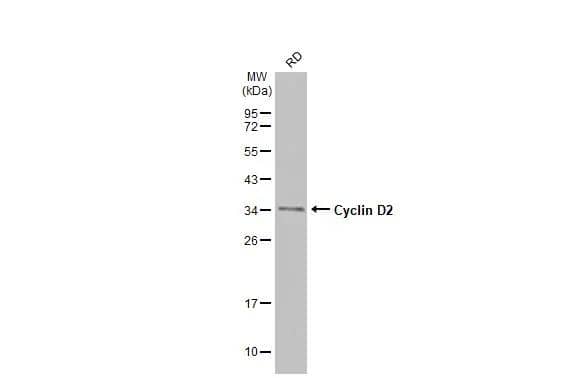Cyclin D2 Antibody - BSA Free