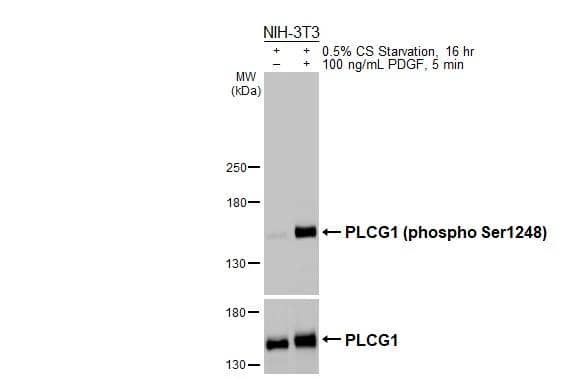 PLC-gamma 1 [p Ser1248] Antibody