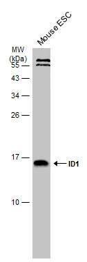 ID1 Antibody - BSA Free