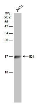 ID1 Antibody - BSA Free