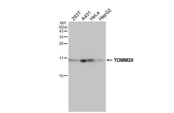 TOMM20 Antibody - BSA Free