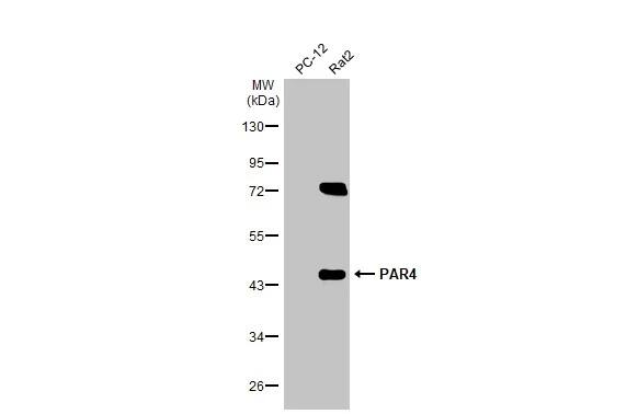 PAWR / PAR4 Antibody
