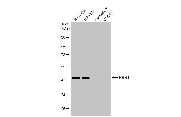 PAWR / PAR4 Antibody