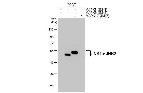 JNK1/JNK2 Antibody
