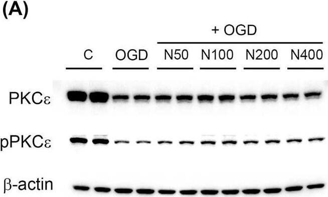 PKC epsilon [p Ser729] Antibody