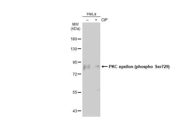 PKC epsilon [p Ser729] Antibody
