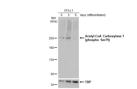 Acetyl-CoA Carboxylase alpha/ACACA [p Ser79] Antibody