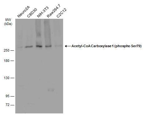 Acetyl-CoA Carboxylase alpha/ACACA [p Ser79] Antibody - Azide Free