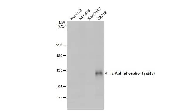 c-Abl [p Tyr245] Antibody