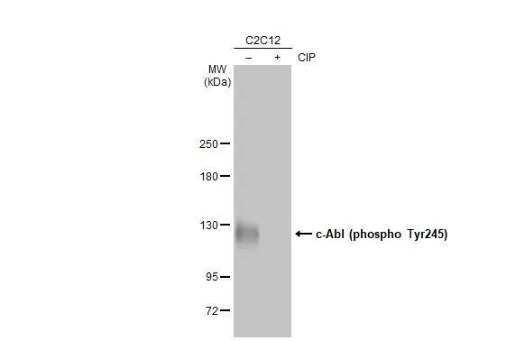 c-Abl [p Tyr245] Antibody