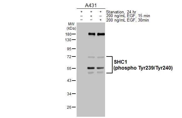 SHC1 [p Tyr239, p Tyr240] Antibody