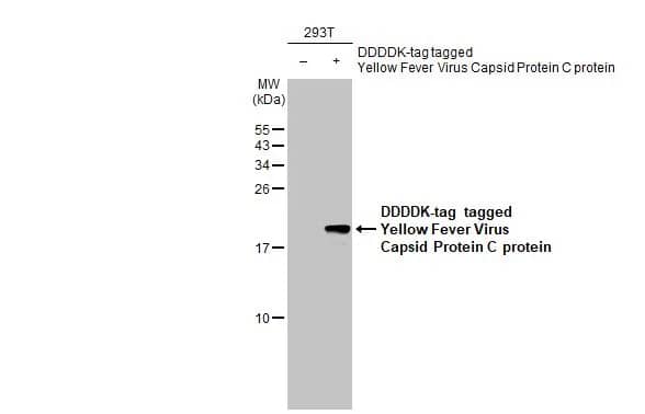 Yellow Fever Virus Capsid Protein Antibody