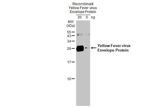Yellow Fever Virus Envelope Antibody