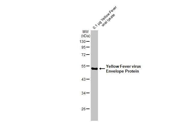 Yellow Fever Virus Envelope Antibody - BSA Free