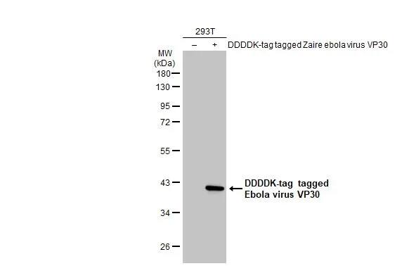 EBOV VP30 protein Antibody