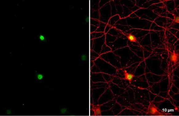 OCT6 Antibody - BSA Free