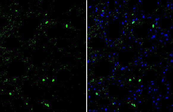 OCT6 Antibody - BSA Free